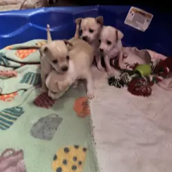 Toy, Deer head, Smooth coat, Chihuahuas