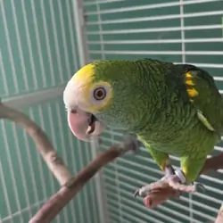 Yellow Shoulder Amazon Parrot