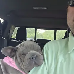 French Bulldog (Big Rope Blue) Puppy
