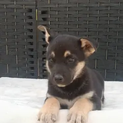 CKC German shepherd puppies