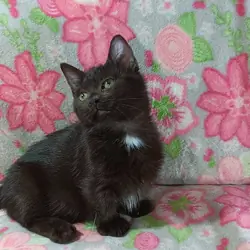 Female standard munchkin