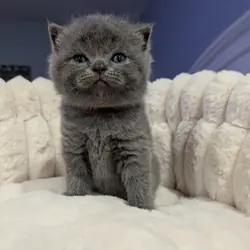 British Shorthair