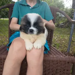 Peekapoo pups