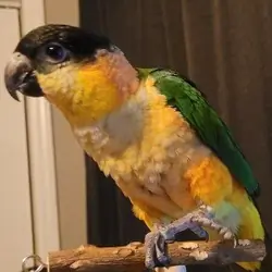Black Headed Caique For Sale