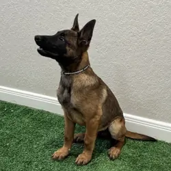 Belgian Malinois Puppy