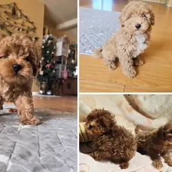 Maltipoo puppy
