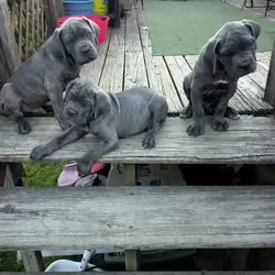 CANE CORSO
