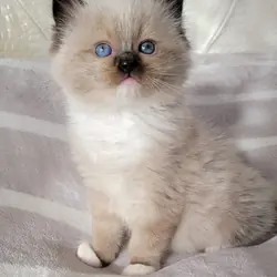 Ragdoll Seal Point Kitten Pure breed