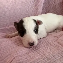 Border Collie Pups