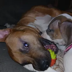 AmStaff Needs Home and Job