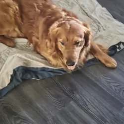 A Dog