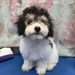Mini poodle puppy