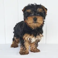 Hello am Ashley a playful Yorkshire Pup