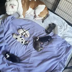 Bully Puppies