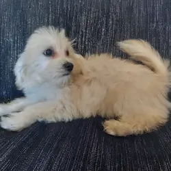 Huckleberry, MaltiPoo male, loves people