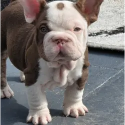 FRENCH BULLDOG PUPS