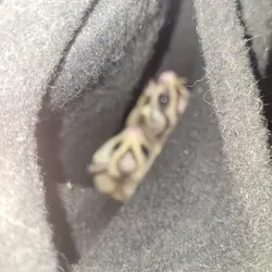 Sugar Gliders