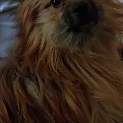 Pom German shepherd mix