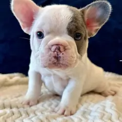 Healthy Frenchies Ready To travel the world