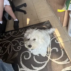 Bishon Frise puppy