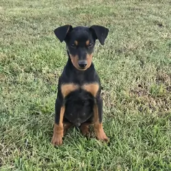 puppies