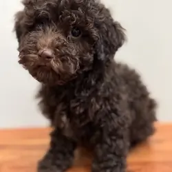 Toy poodle