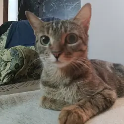 Egyption mau cat