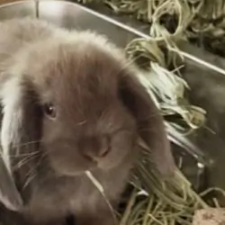 Holland Lop