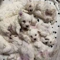 Finding the right home - Bichon Frise Puppys