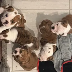 Olde English/English Puppies