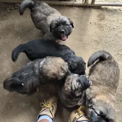 Half Tibetan Mastiff & Half Caucasian Shepard pups