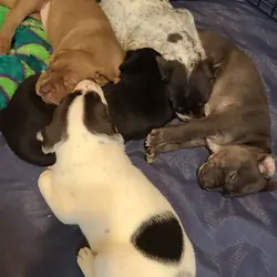 Mixed breed puppies for sale