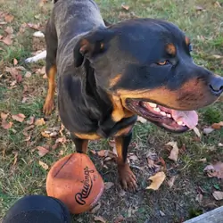 Buddy