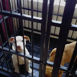 XL Bully Puppies Need Rehoming