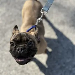 French Bulldog