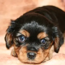 cavalier king charles spaniels puppies