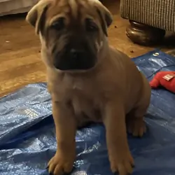 Boxer Shar-pei pure breed puppies