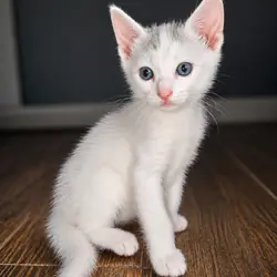 Khao Manne Kitten