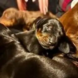 AKC Doberman puppies
