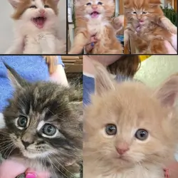 Purebred Maine Coon Kittens- 8-10 wks