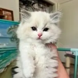 RAGDOLL