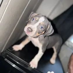 Pitbull puppies