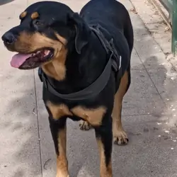 2 Rottweilers