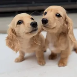 Dachshund puppies