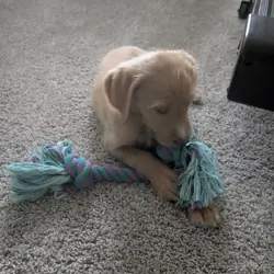 11-week-old male Goldendoodle
