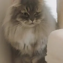 Grey white & cream Persian female
