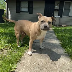 American bully