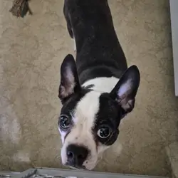 Boston Terrier