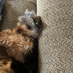 11month old female Yorkshire terrier