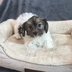 Shorkie Puppies
